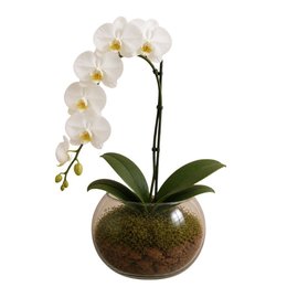 Imagem de Orquídea Phalaenopsis Cascata Vaso de vidro