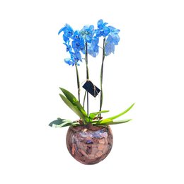 Imagem de Orquídea Azul no Aquário