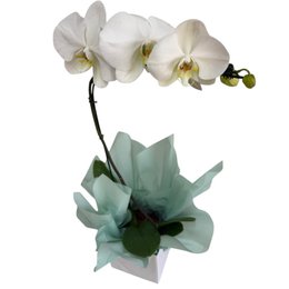 Imagem de Orquidea Phaleanopsis Branca