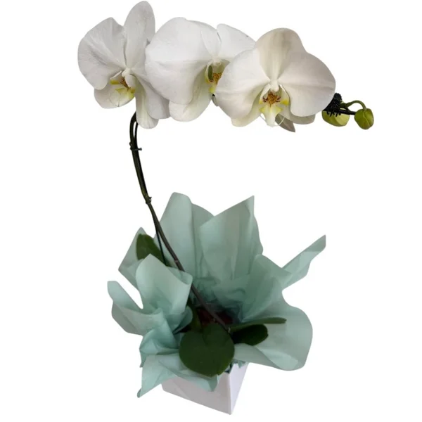 Orquidea Phaleanopsis Branca