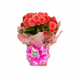 Imagem de Begonia Cor de Rosa