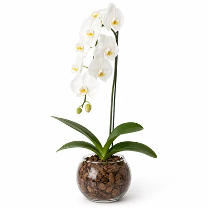 Orquidea Lindissima Phaleanopolis Branca