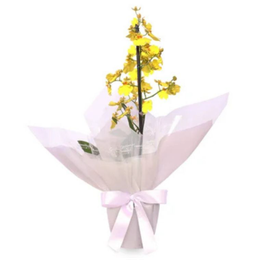 Imagem de Orquídea Chuva de Ouro  Elegância Premium
