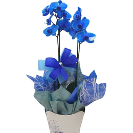 Imagem de Orquídea Azul com Acabamento Premium