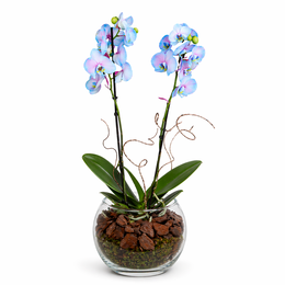 Imagem de Orquidea frozen 