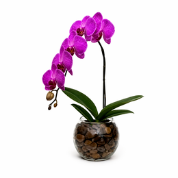 Imagem de Orquídea Lindissima Phaleanopolis Roxa