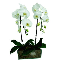 Imagem de Arranjo com 2 Orquídeas Phalaenopsis Plantadas