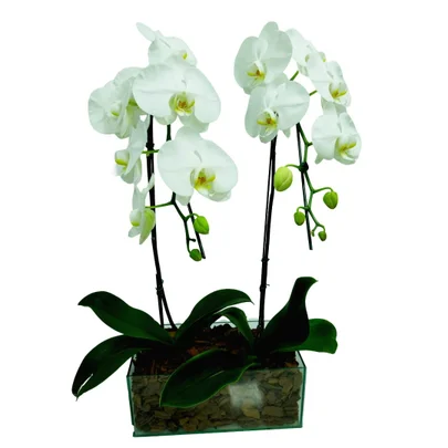 Arranjo com 2 Orquídeas Phalaenopsis Plantadas