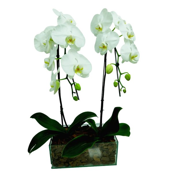 Arranjo com 2 Orquídeas Phalaenopsis Plantadas