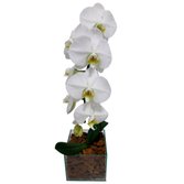 Orquidea Phalaenopsis na Base de Vidro