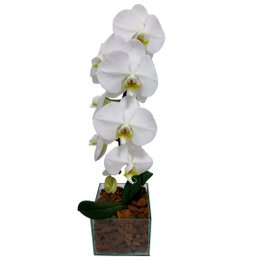 Imagem de Orquidea Phalaenopsis na Base de Vidro
