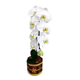 Imagem de Orquídea Phalaenopsis na Base de Cachepot