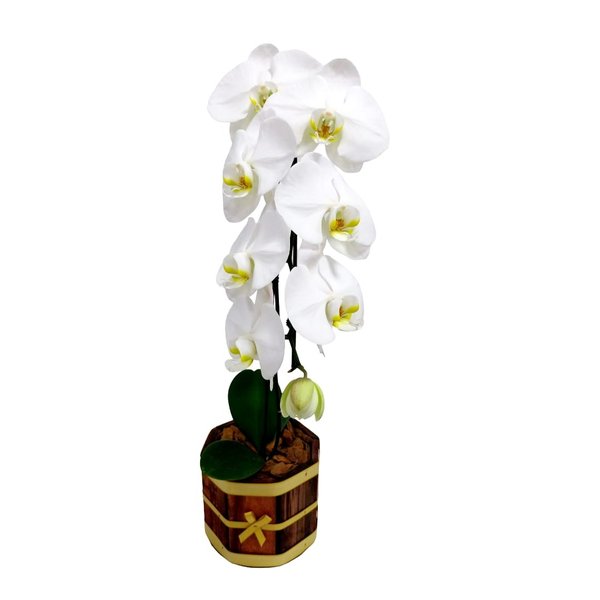 Orquídea Phalaenopsis na Base de Cachepot