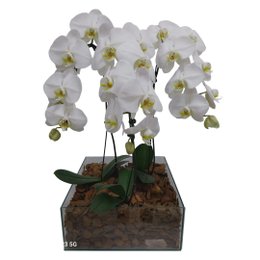 Imagem de Kit com 3 Orquídeas Phalaenopsis 