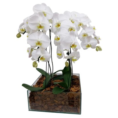 Kit com 4 Orquídeas Phalaenopsis