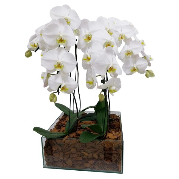 Kit com 4 Orquídeas Phalaenopsis 