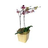 Orquídea Phalaenopsis 02 Hastes Exótica