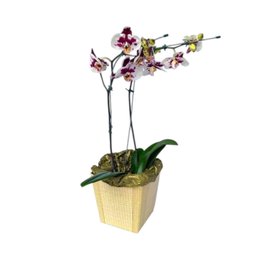Imagem de Orquídea Phalaenopsis 02 Hastes Exótica