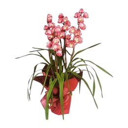 Imagem de Orquídea Cimbidium 3 Hastes Cor Rosa 