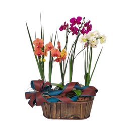 Imagem de Cesta Especial De Orquídeas com 6 Hastes