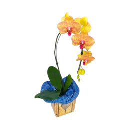 Imagem de Orquídea Phalaenopsis Laranja 1 Haste