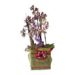 Imagem de Cesta de Orquídeas Sofisticação 