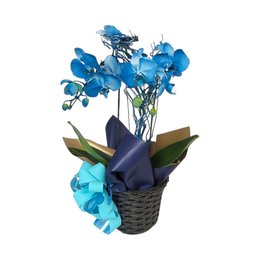 Imagem de Orquide Azul 2 Hastes no Cachepô 