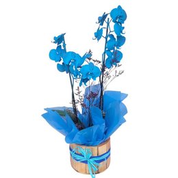 Imagem de Orquídea Azul Suave e Elegante