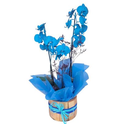 Orquídea Azul Suave e Elegante