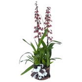 Orquídea Chocolate em Brasília