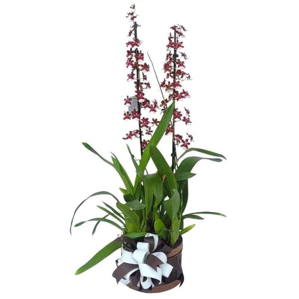 Orquídea Chocolate em Brasília