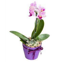 Imagem de Mini Jardim de Orquídea