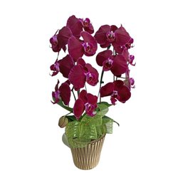 Imagem de Orquidea Linda Cascata Pote 15