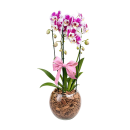 Imagem de Orquídea no Vaso de Vidro