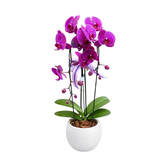 Orquídea Vaso de Cerâmica