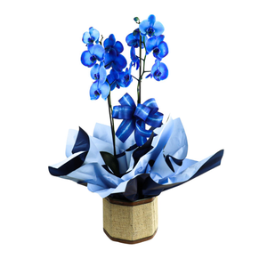 Imagem de Orquídea Plantada Phalaenopsis Azul