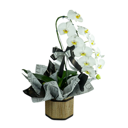 Imagem de Orquídeas Phalaenopsis Branca