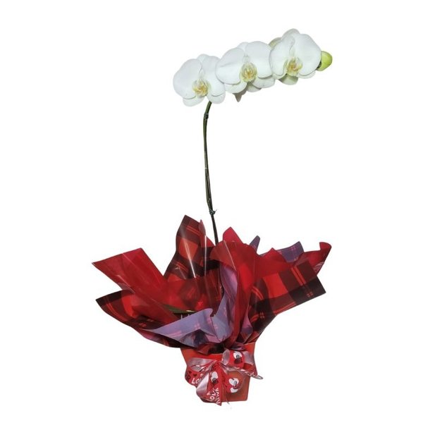 Orquídeas Phalaenopsis Branca