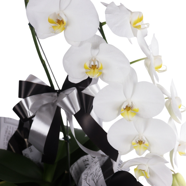 Orquídeas Phalaenopsis Branca