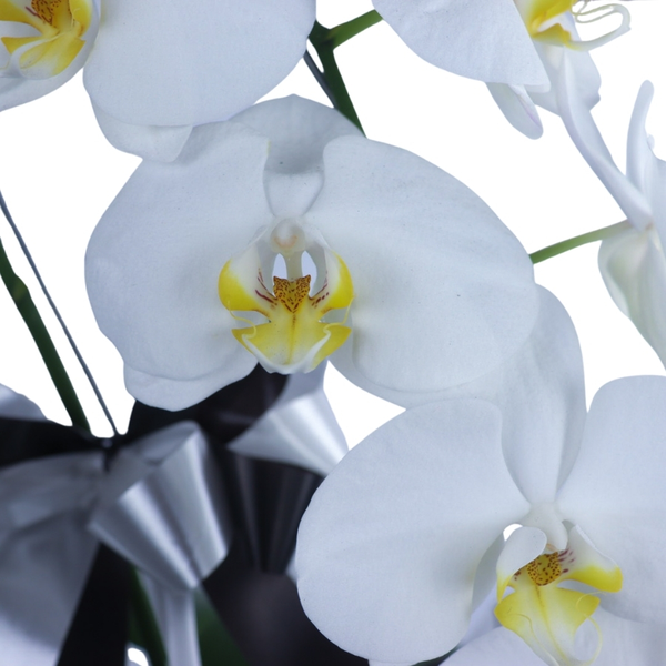 Orquídeas Phalaenopsis Branca