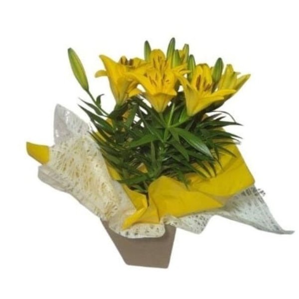 Lírios Amarelo