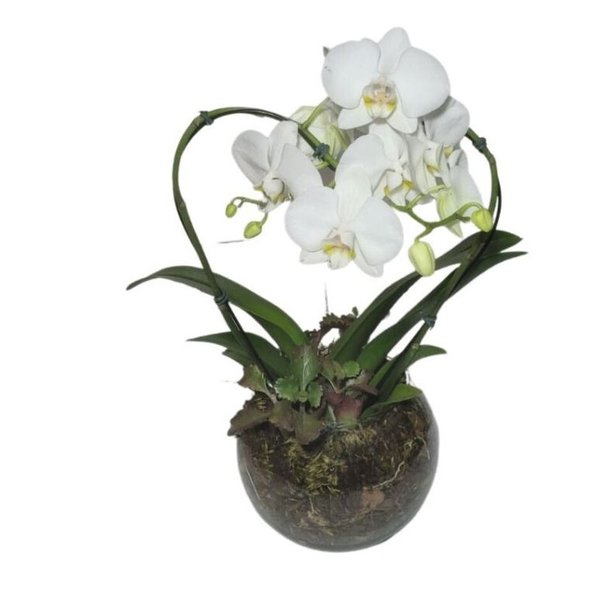 Orquidea Phalaenopiss Branca de Coração