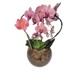 Imagem de Orquidea Phalaenopiss Pêssego de Coração