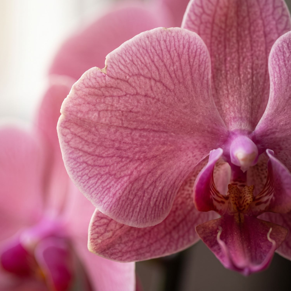 Orquidea Phalaenopiss Pêssego de Coração