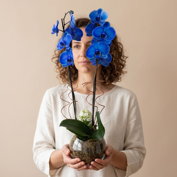  Orquídea Phalaenopsis Plantada  Azul