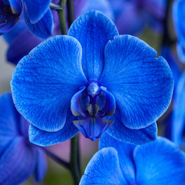  Orquídea Phalaenopsis Plantada  Azul