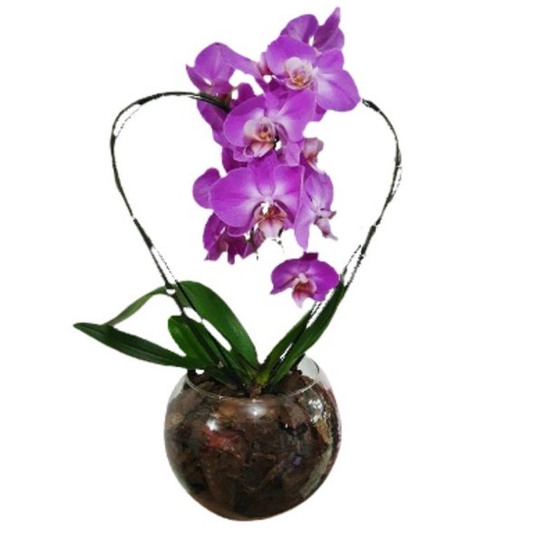Orquidea Phalaenopiss Roxa de Coração