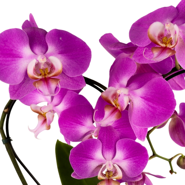 Orquidea Phalaenopiss Roxa de Coração