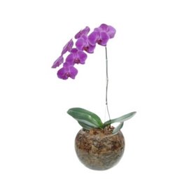 Imagem de Orquídeas Phalaenopsis Roxa