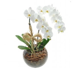 Imagem de Orquídeas Phalaenopsis com duas Hastes Branca  